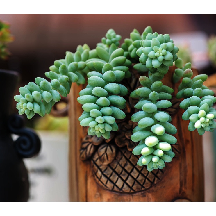 Sedum Buritto hängende Zöpfe Pflanze im Topf Sukkulente megamix.sk