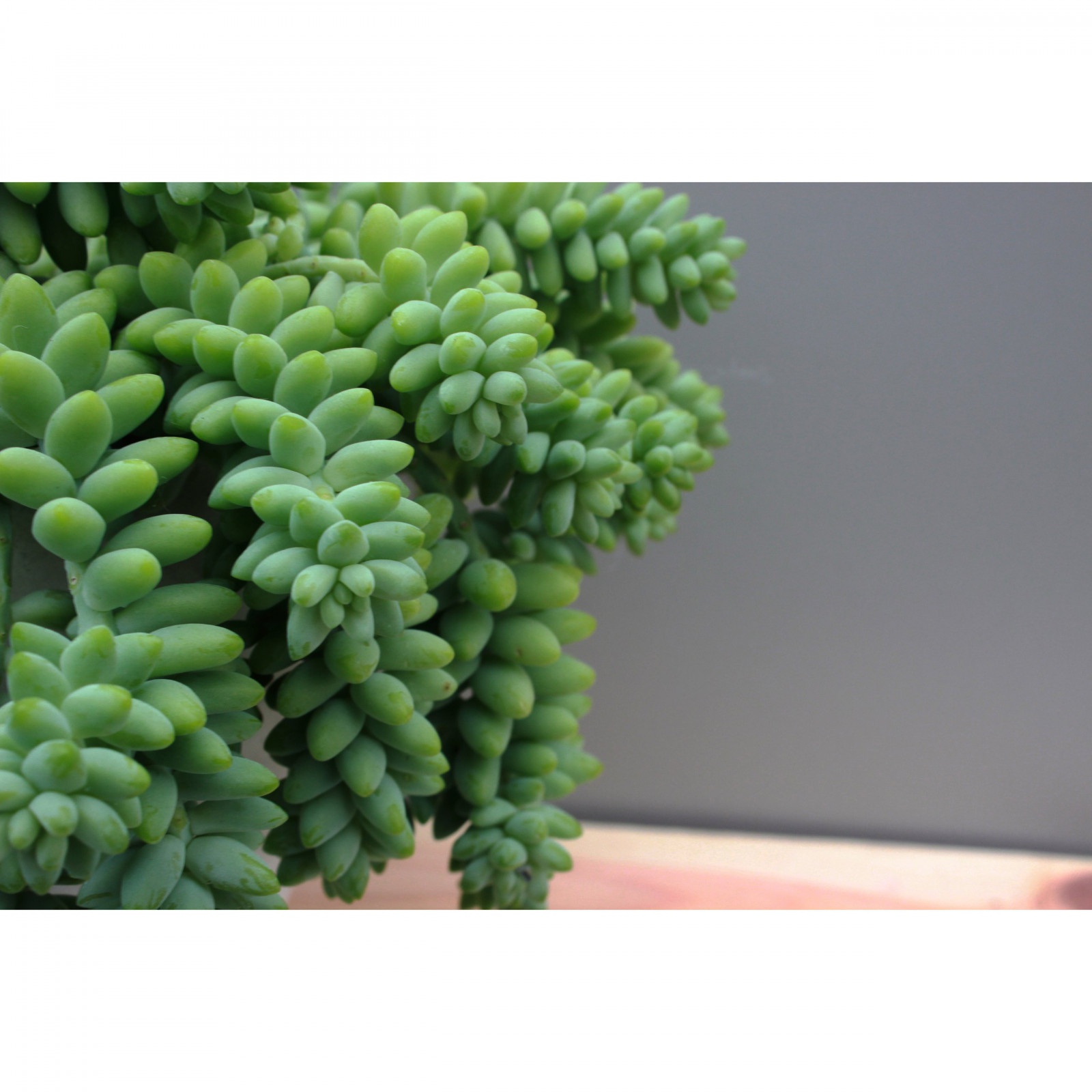 Sedum Buritto hängende Zöpfe Pflanze im Topf Sukkulente megamix.sk