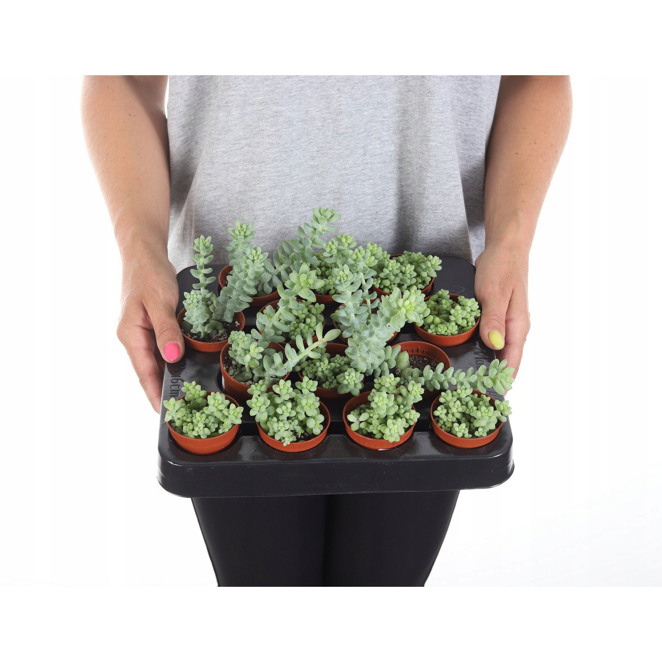 Sedum Buritto hängende Zöpfe Pflanze im Topf Sukkulente megamix.sk
